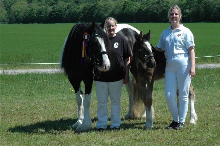 Tinker Ariel (Wild Irish) *solgt - Ariel på Gl. Estrup landbrugsmesse 2007. Fotograf: Jani P billede 7