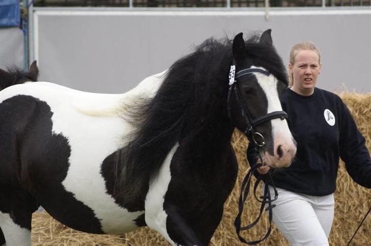 Tinker Ariel (Wild Irish) *solgt billede 8