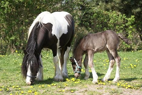Tinker Ariel (Wild Irish) *solgt billede 9