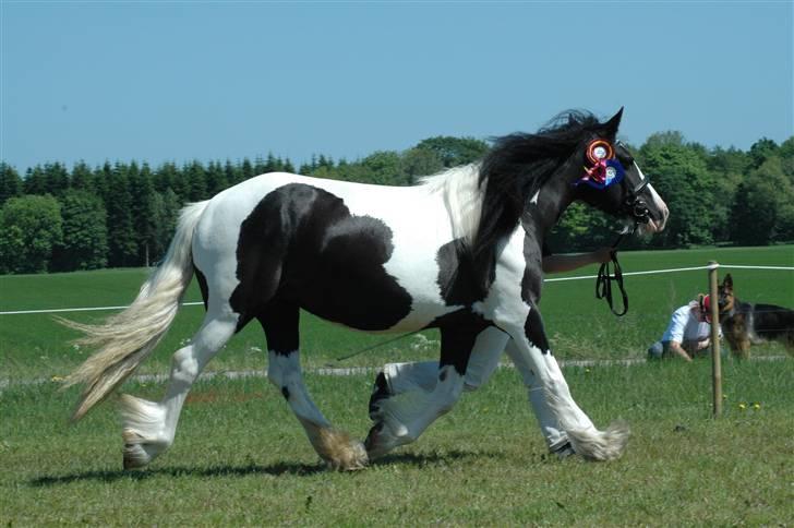 Tinker Ariel (Wild Irish) *solgt - Ariel på Gl. Estrup landbrugsmesse 2007. Fotograf: Jani P billede 10