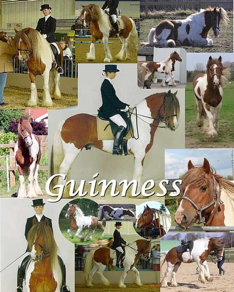 Tinker Guinevere of Irish*solgt* - Guinevere´s far: Guinness billede 19