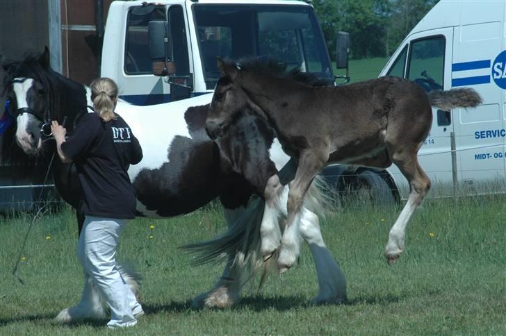 Tinker Ariel (Wild Irish) *solgt - Ariel på Gl. Estrup landbrugsmesse 2007. Fotograf: Jani P billede 15
