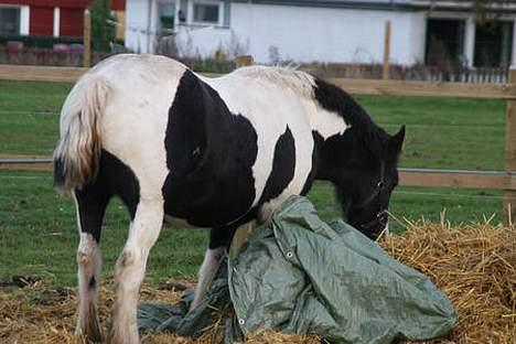 Tinker Ariel (Wild Irish) *solgt - billedet er fra i sommers 2005 - desværre har hendes føl fra sidste år spist hendes hale, man og pandelok, men den er da heldigvis ved at gro ud igen!! billede 16