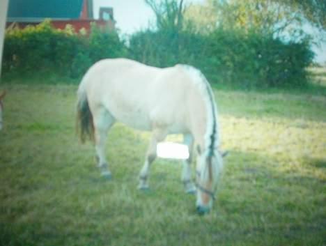 Fjordhest zita - min hyp på marken billede 1
