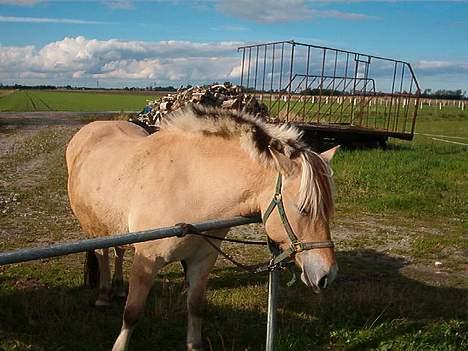 Fjordhest zita - ude ved strive bomen  billede 2