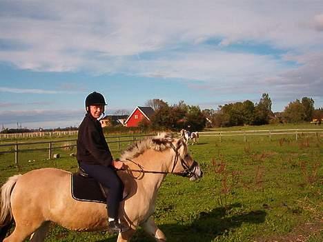 Fjordhest zita - her ridder min mor hende billede 3