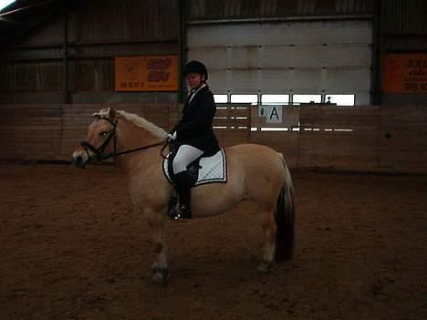Fjordhest zita - her er vi til stævne billede 4