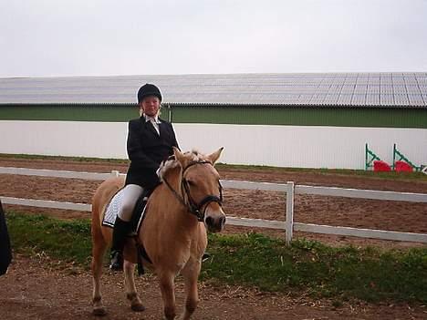 Fjordhest zita billede 5