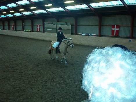 Fjordhest zita - op ad midten billede 6