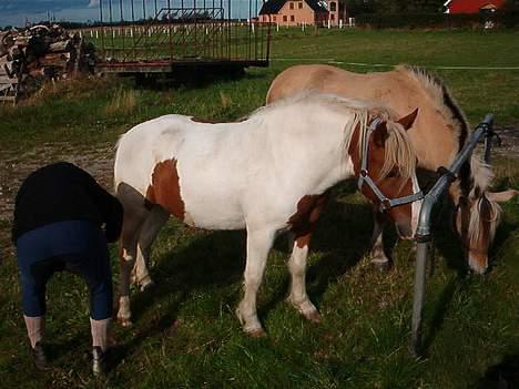 Fjordhest zita - junker først min anden hyp, og zita bagved elsker dem begge billede 7