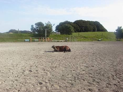 New Forest Thy Bavian - Bavian på møn, 2 år siden. - Jeg vil ALDRIG glemme dig skat ! billede 17