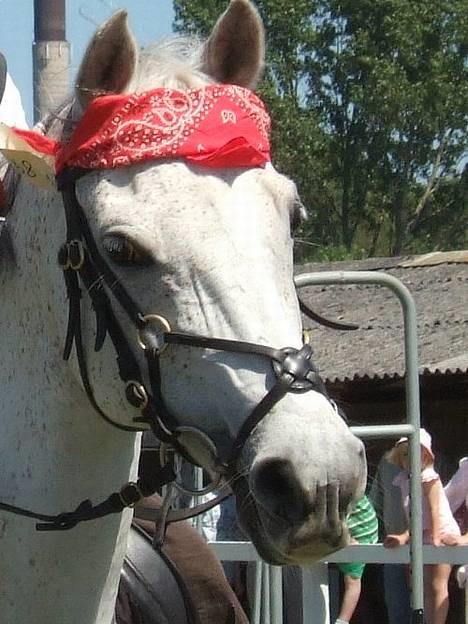 Sportsaraber (A) Lukas - Min lille sørøver<333 billede 6