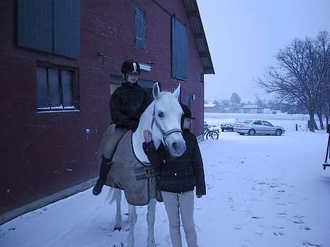 Connemara Svanekærgårs Aurora - Vinter pony..  billede 8