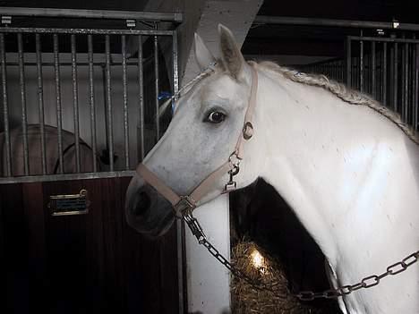 Connemara Svanekærgårs Aurora - Sejeste pony.. <3  billede 16