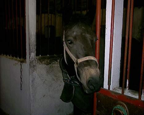 Connemara DambækgårdsGoldenJustice - Hun ser lidt dopet ud ? /: Hehe ellers er hun nok bare træt .. billede 10