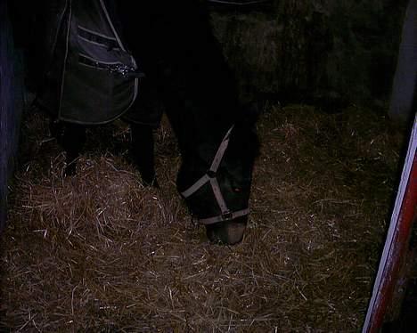 Connemara DambækgårdsGoldenJustice - Lidt utydeligt , men hun spiser halm :D billede 11