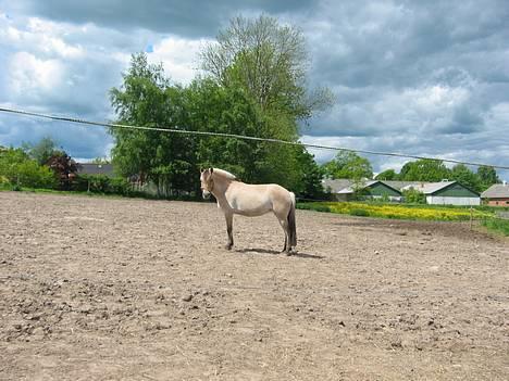 Fjordhest ronja - ronja på fold billede 1