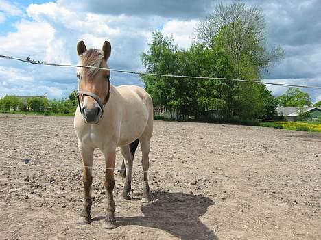 Fjordhest ronja - ska`vi på tur ? billede 2