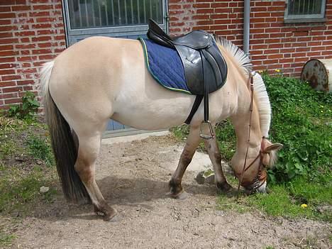 Fjordhest ronja - udnytter enhver chance for græs, man er vel en fjordhest ! billede 3