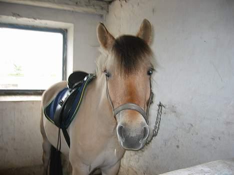 Fjordhest ronja - ronja billede 4