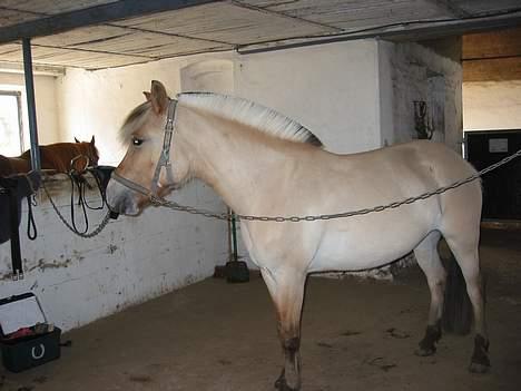 Fjordhest ronja billede 5