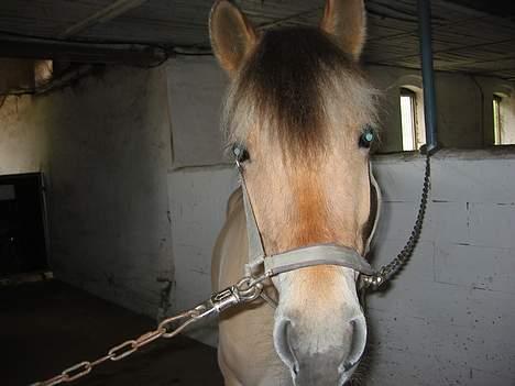 Fjordhest ronja - hej  ! billede 6