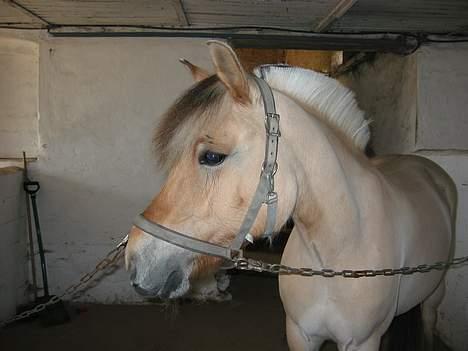 Fjordhest ronja - Ska`jeg ikke snart ud til de andre ? billede 7