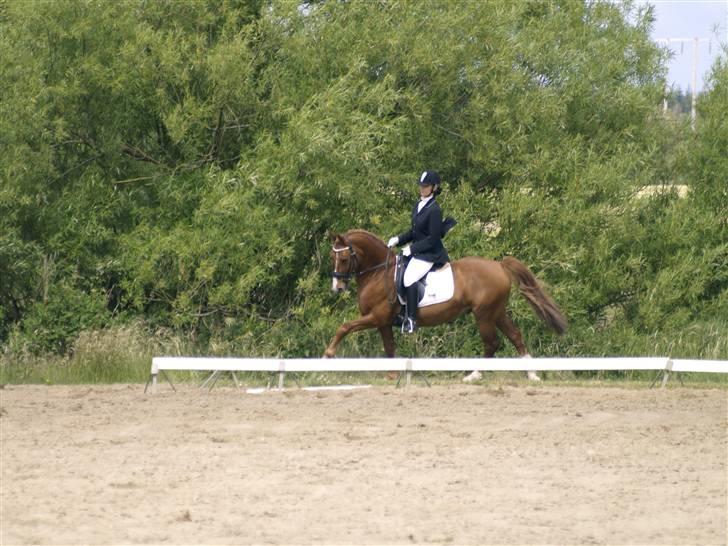 New Forest Bastian - I Nordthy . billede 11
