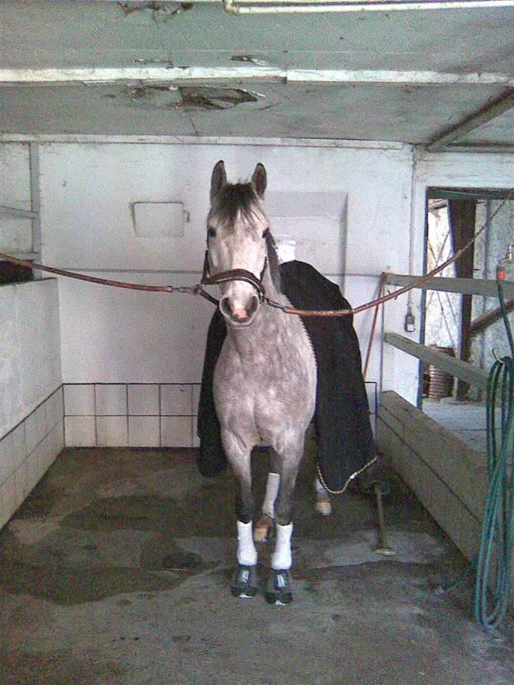 Trakehner Risdalens Rollo  - Risdalens Rollo billede 1