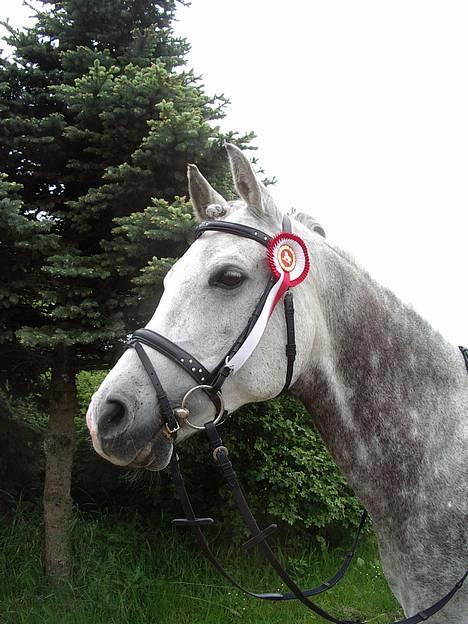 Arabisk fuldblod (OX) Cholito - 1. plads lør. d.3/6-06 ;) billede 1