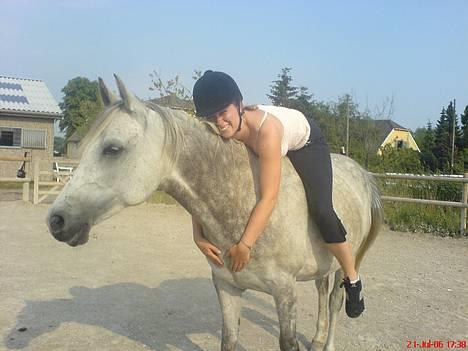 Arabisk fuldblod (OX) Cholito - Hygge ;) billede 2