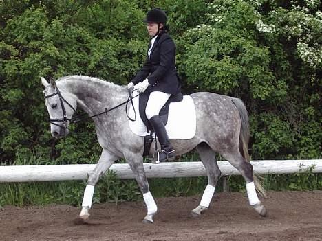 Arabisk fuldblod (OX) Cholito - Mægtig fint! billede 3