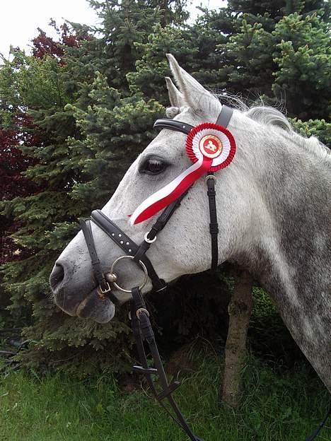 Arabisk fuldblod (OX) Cholito - Flot fyr! billede 4