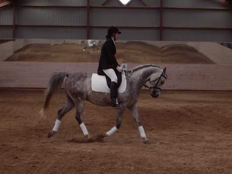 Arabisk fuldblod (OX) Cholito - På banen ;) billede 5