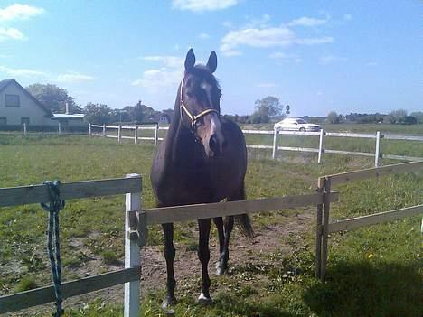 Anden særlig race Romeo(minde) billede 7