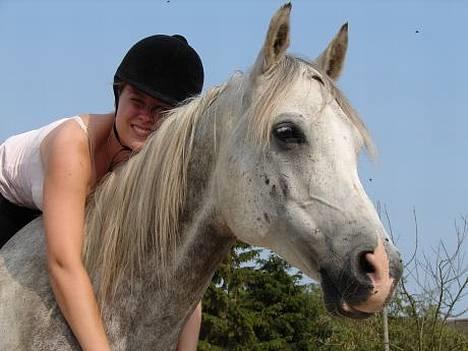 Arabisk fuldblod (OX) Cholito - Ægte tillid..... billede 7