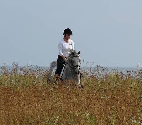 Arabisk fuldblod (OX) Cholito - Galp langs stranden en dejlig sommerdag ;) ... dejligt!! billede 8