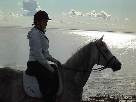 Arabisk fuldblod (OX) Cholito - Mig og Cholle på stranden billede 9