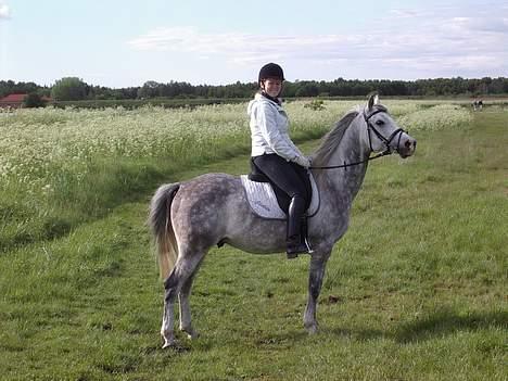 Arabisk fuldblod (OX) Cholito - Flot fyr! billede 10