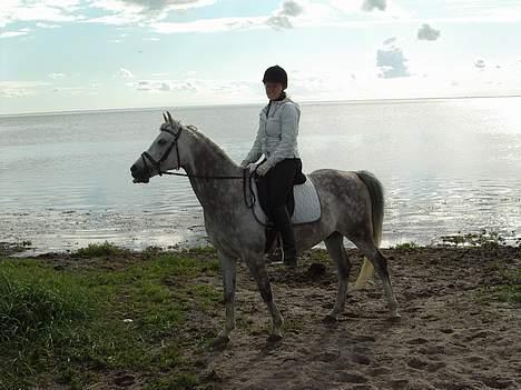 Arabisk fuldblod (OX) Cholito - En tur ved vandet billede 11