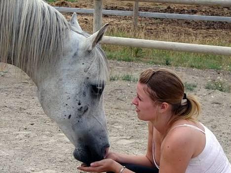 Arabisk fuldblod (OX) Cholito - Hygge  billede 12