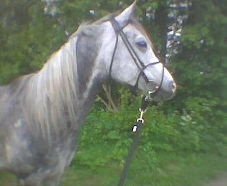 Arabisk fuldblod (OX) Cholito - Flot fyr ;) billede 14