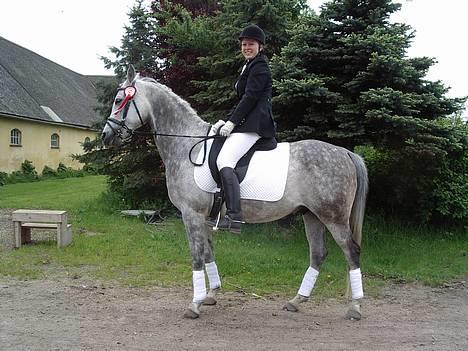 Arabisk fuldblod (OX) Cholito - Flot placering ;) billede 15