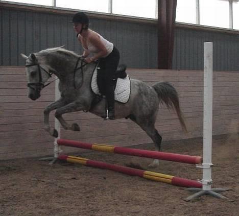 Arabisk fuldblod (OX) Cholito - Weeee vi springer ;) billede 16