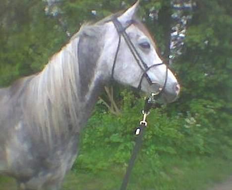 Arabisk fuldblod (OX) Cholito billede 17