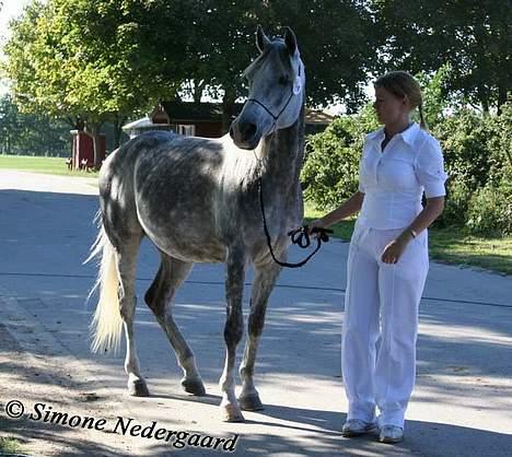 Arabisk fuldblod (OX) Cholito - Storehestedag 2005 billede 18