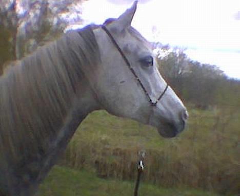 Arabisk fuldblod (OX) Cholito - Lækker lækker ;) billede 19