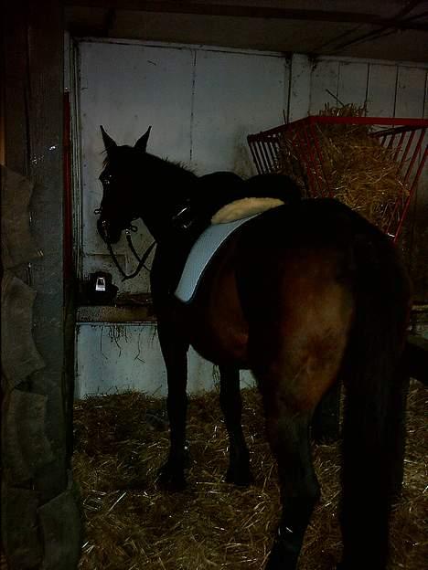 Traver label    R.I.P - skal ud at ride billede 9