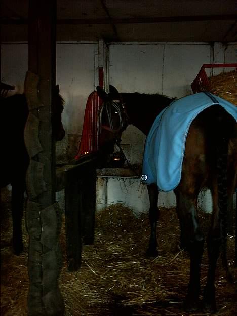 Traver label    R.I.P - lige blevet vasket billede 10