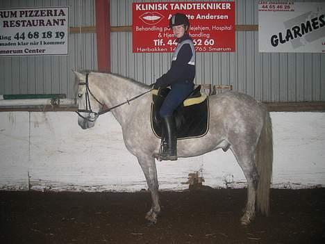 Anden særlig race Silver Star billede 4